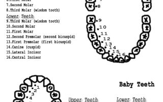 dental diagrams